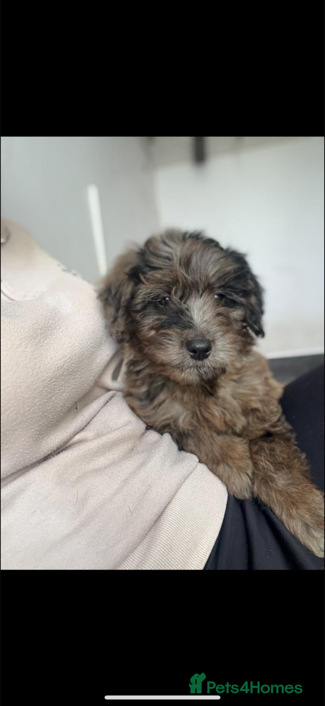 Mini Goldendoodle dogs for sale: 🐶Golden doodle puppies for sale ready to leave🐶 - Image 10