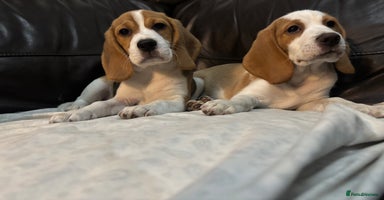Beagle dogs in Sidcup - Advert 15