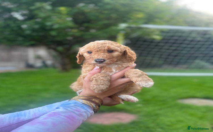 Cockapoo dogs - Advert 15