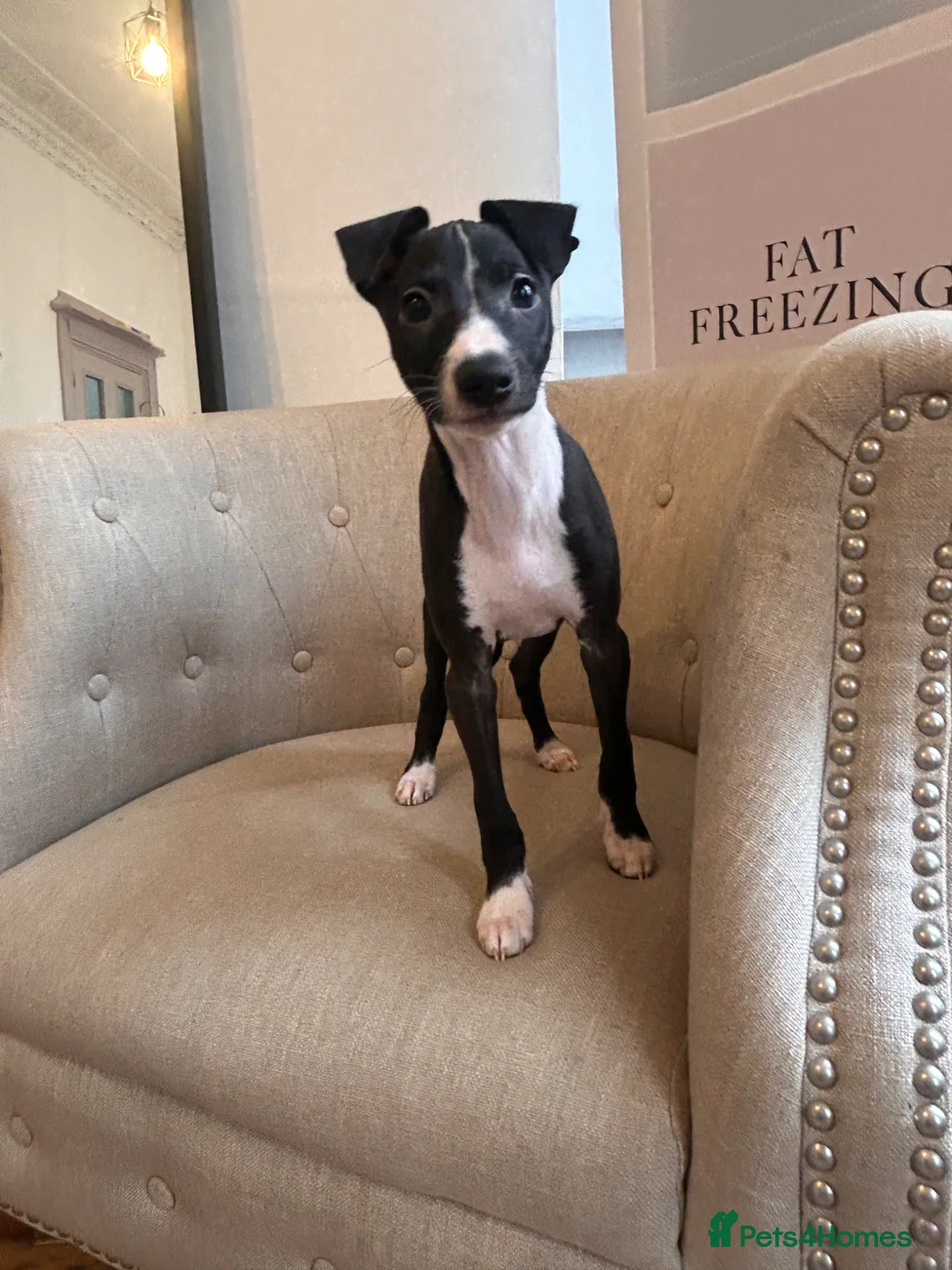 Italian Greyhound dogs for sale: Last boy in litter - Italian greyhound  - Advert 1