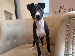 Italian Greyhound dogs Last boy in litter - Italian greyhound - Advert 1