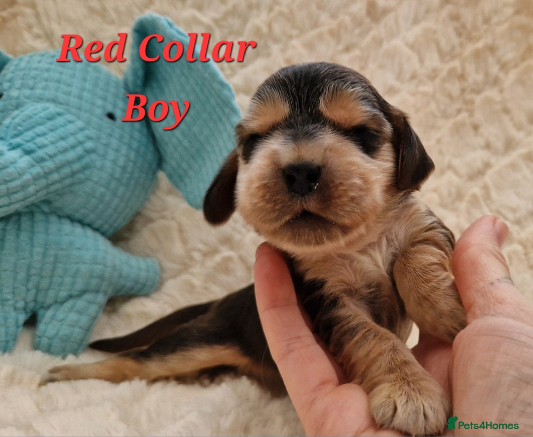 Cocker Spaniel dogs for sale: Pedigree Cocker Spaniel puppies available - Advert 10