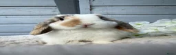 Mini Lop rabbits for sale: Stunning mini lop rabbits - Advert 3