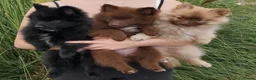 German Spitz dogs for sale: 1 German Spitz Mittel Boy left - Black - Advert 15