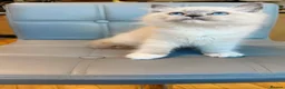 Ragdoll cats for sale: Pure Ragdoll kittens Registered and DNA tested  - Advert 30