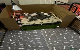 Whippet dogs for sale: One boy left, KC registered  - Image 11