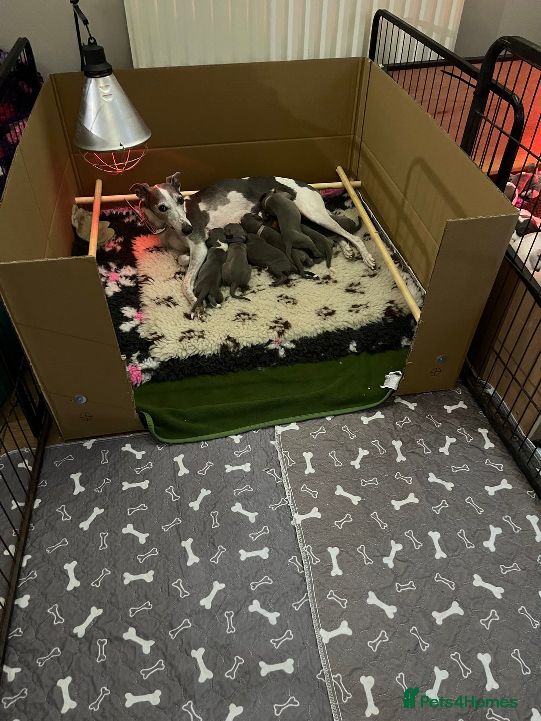 Whippet dogs for sale: One boy left, KC registered  - Image 11