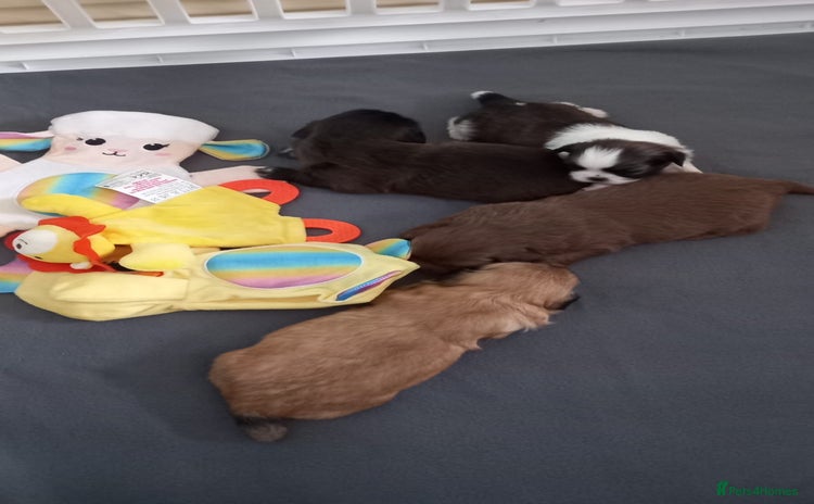 Shih Tzu dogs - Advert 10