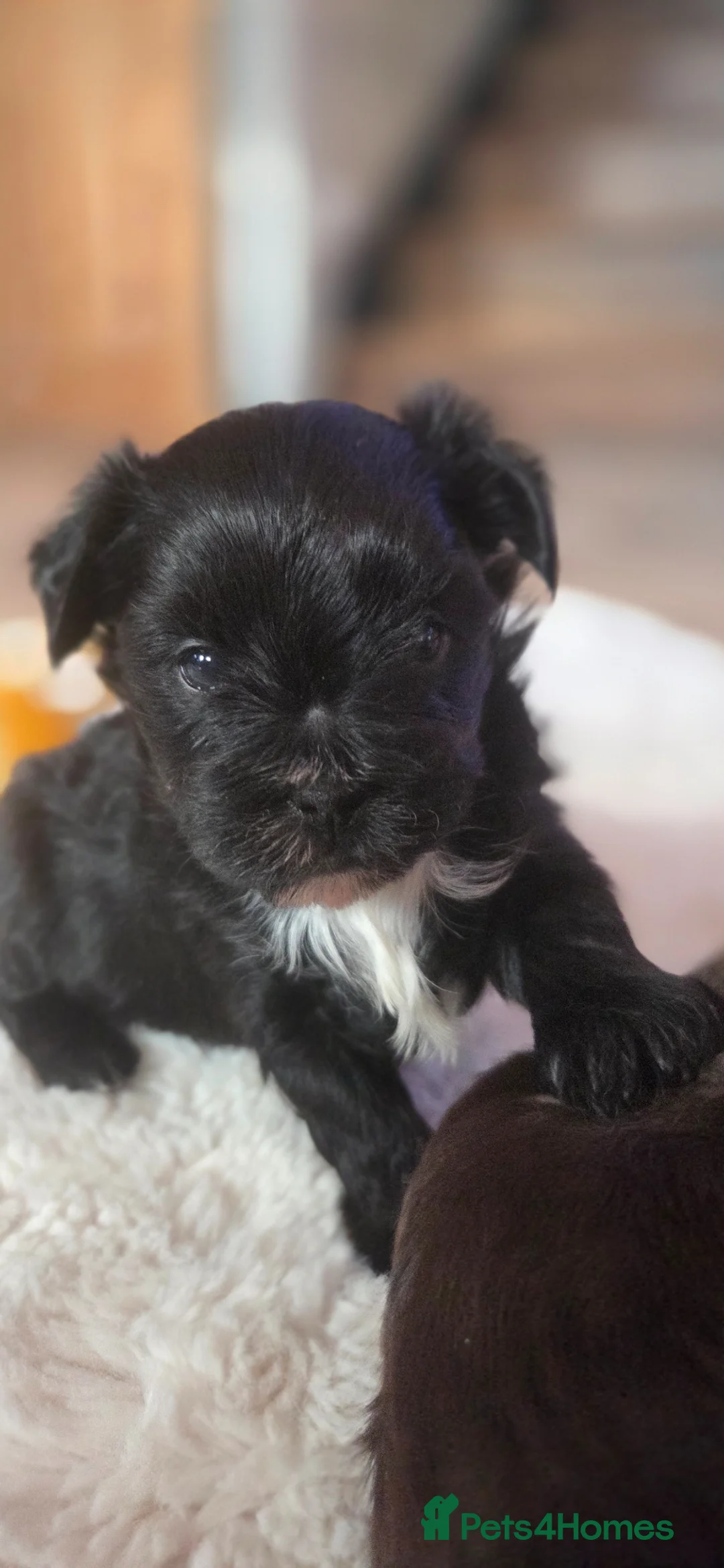 Yorkshire Terrier dogs for sale: Black Yorkie - Advert 5