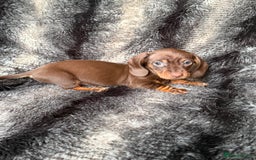 Miniature Dachshund dogs for sale: KC Registered Miniature Shorthaired Dachshund - Image 20