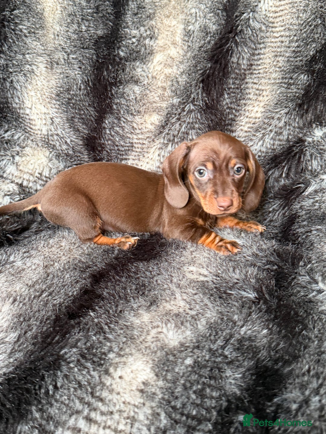 Miniature Dachshund dogs for sale: KC Registered Miniature Shorthaired Dachshund - Image 20