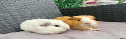 Guinea Pig rodents for sale: Sows and Trio of Boars  - Advert 7