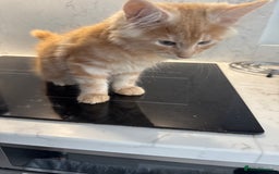 Maine Coon cats for sale: GCCF Registered Kittens. Beautiful lively kittens  - Image 14