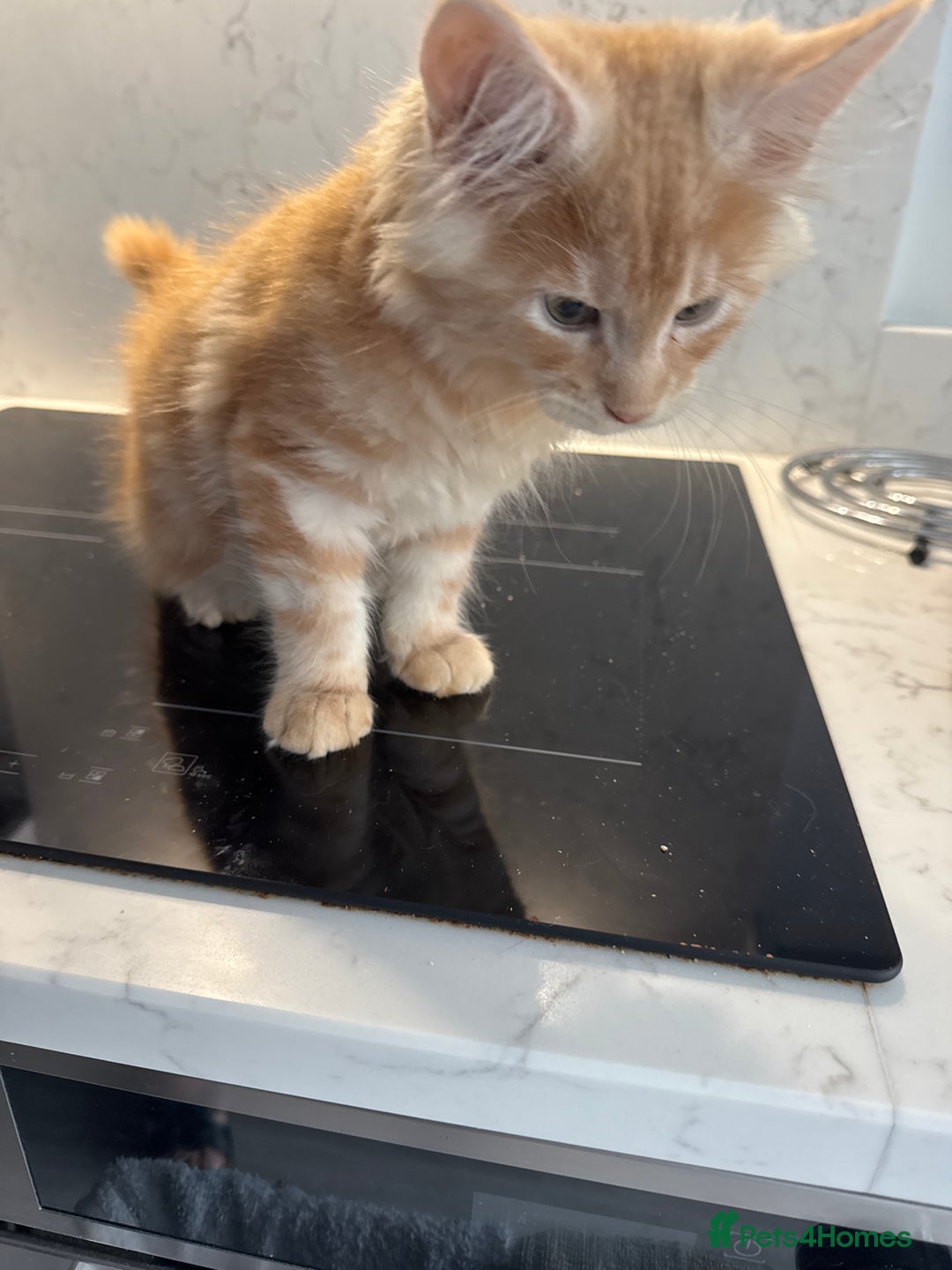 Maine Coon cats for sale: GCCF Registered Kittens. Beautiful lively kittens  - Image 14