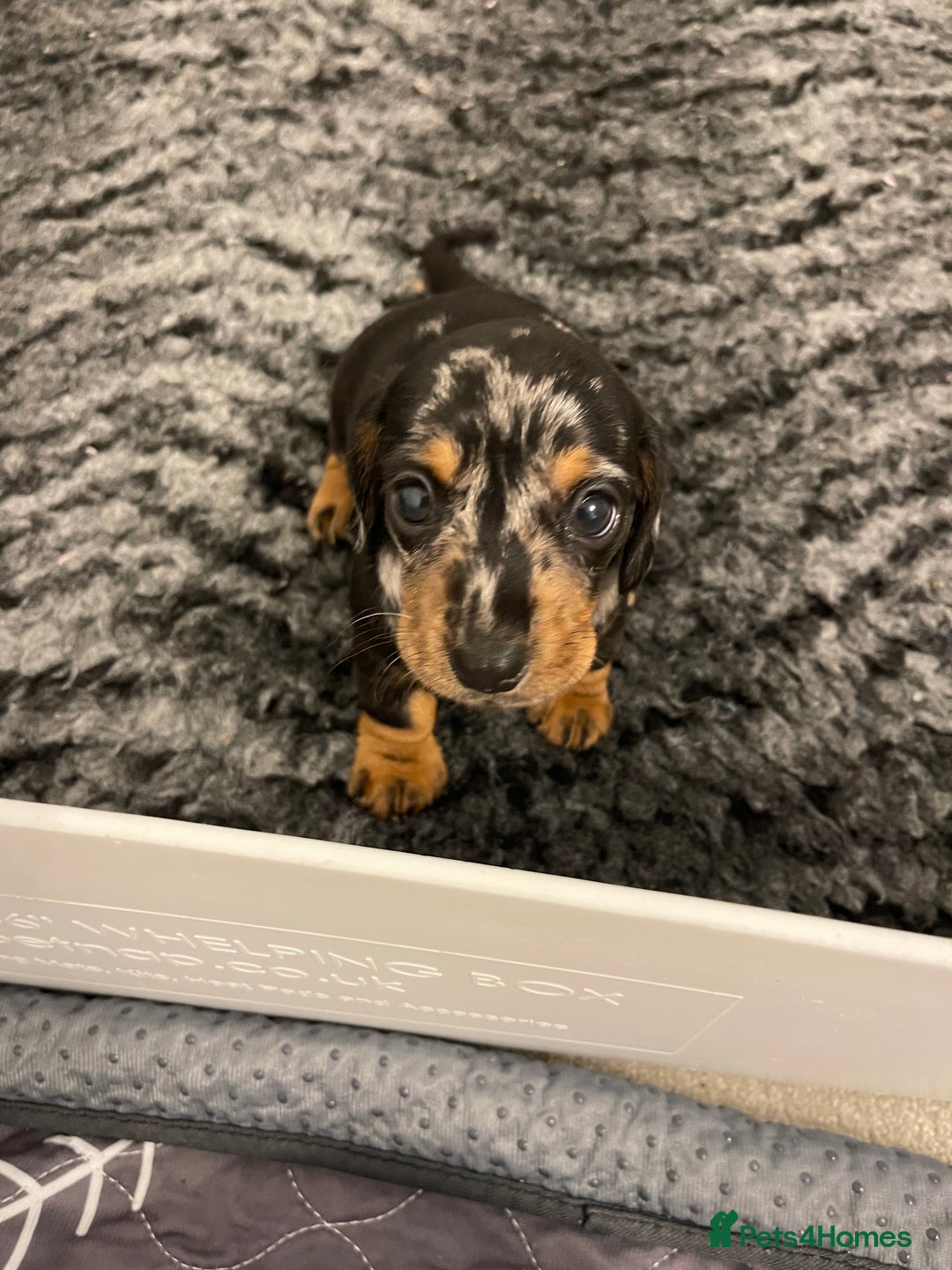 Miniature Dachshund dogs for sale: READY TO LEAVE KC Pedigree Miniature dachshunds - Advert 11