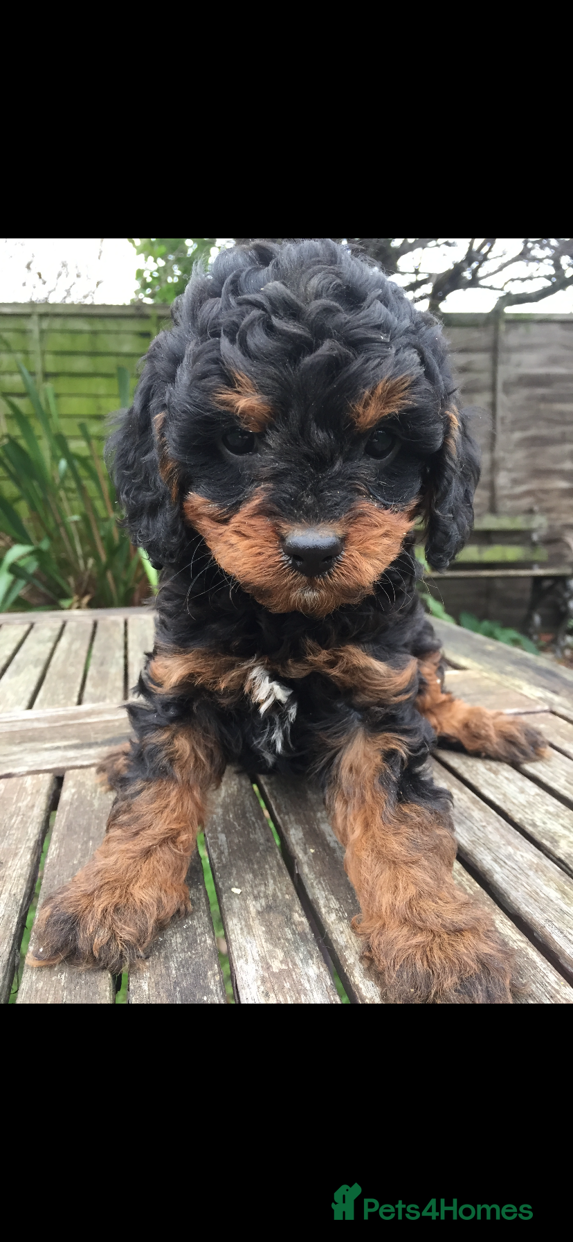 Cavapoo dogs F1 CAVAPOO BLACK AND TAN BOY.  - Advert 1