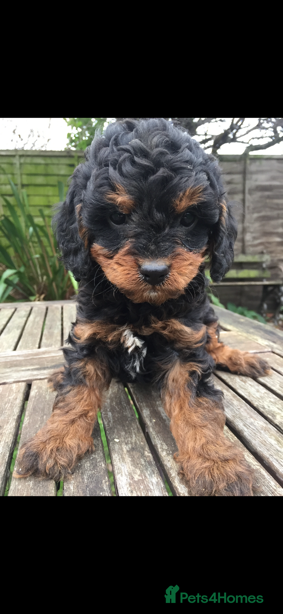 Cavapoo dogs for sale: F1 CAVAPOO BLACK AND TAN BOY.  - Advert 1