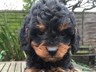 Cavapoo dogs F1 CAVAPOO BLACK AND TAN BOY. - Advert 1