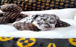 French Bulldog dogs for sale: French bulldog , merle, platinum, fluffy carriers. - Image 19