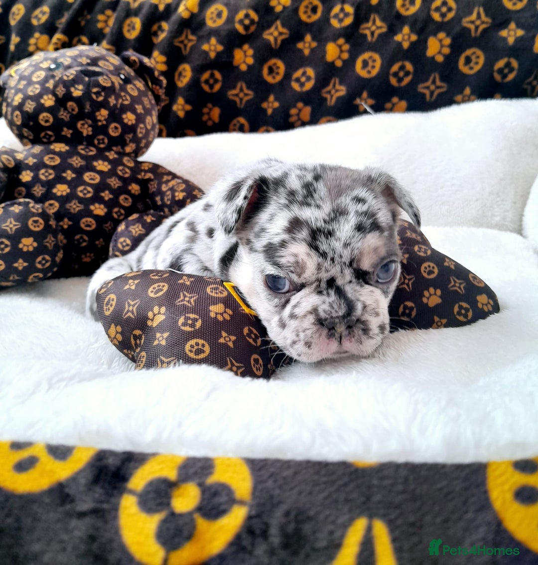 French Bulldog dogs for sale: French bulldog , merle, platinum, fluffy carriers. - Image 19