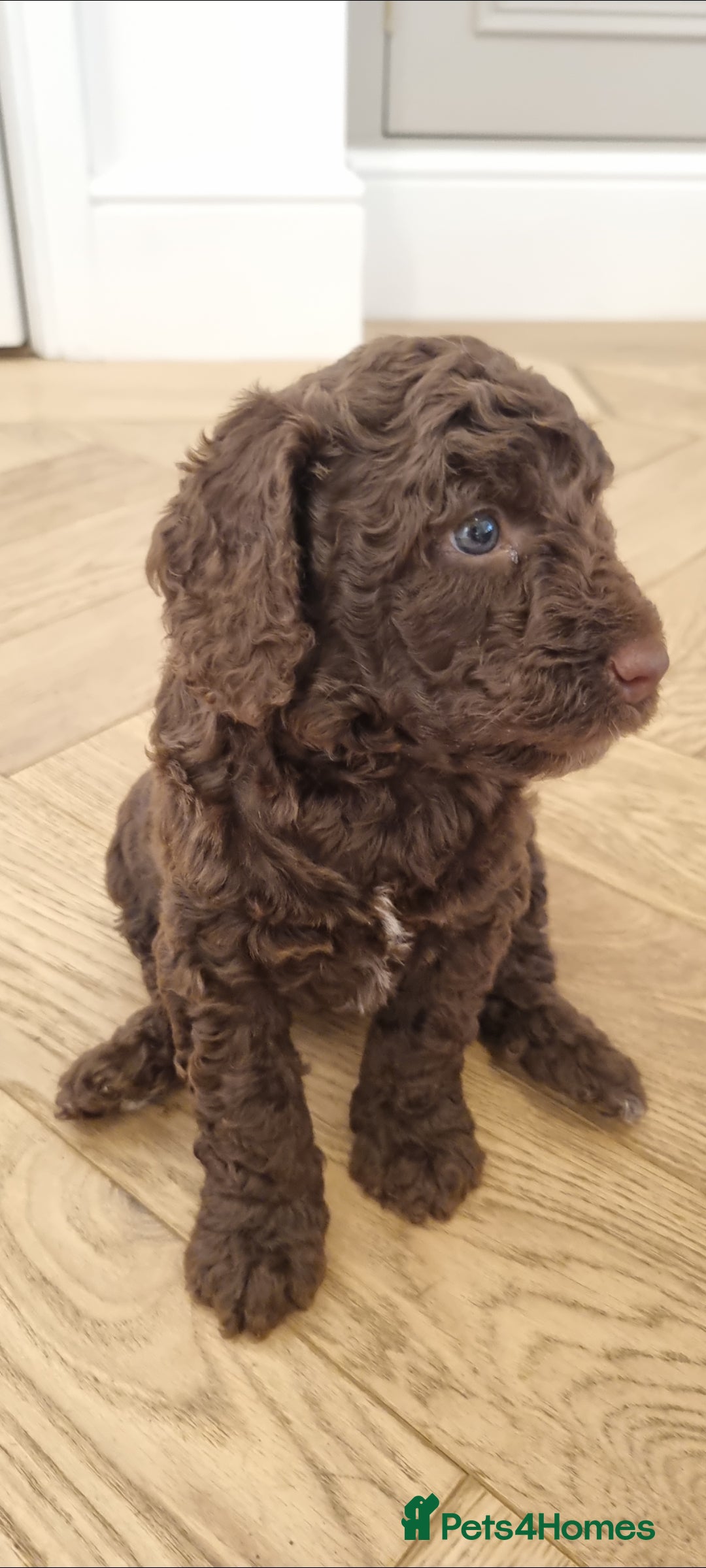 Mixed Breed dogs for sale: Cockapoo - Bernedoodle Pups - Image 11