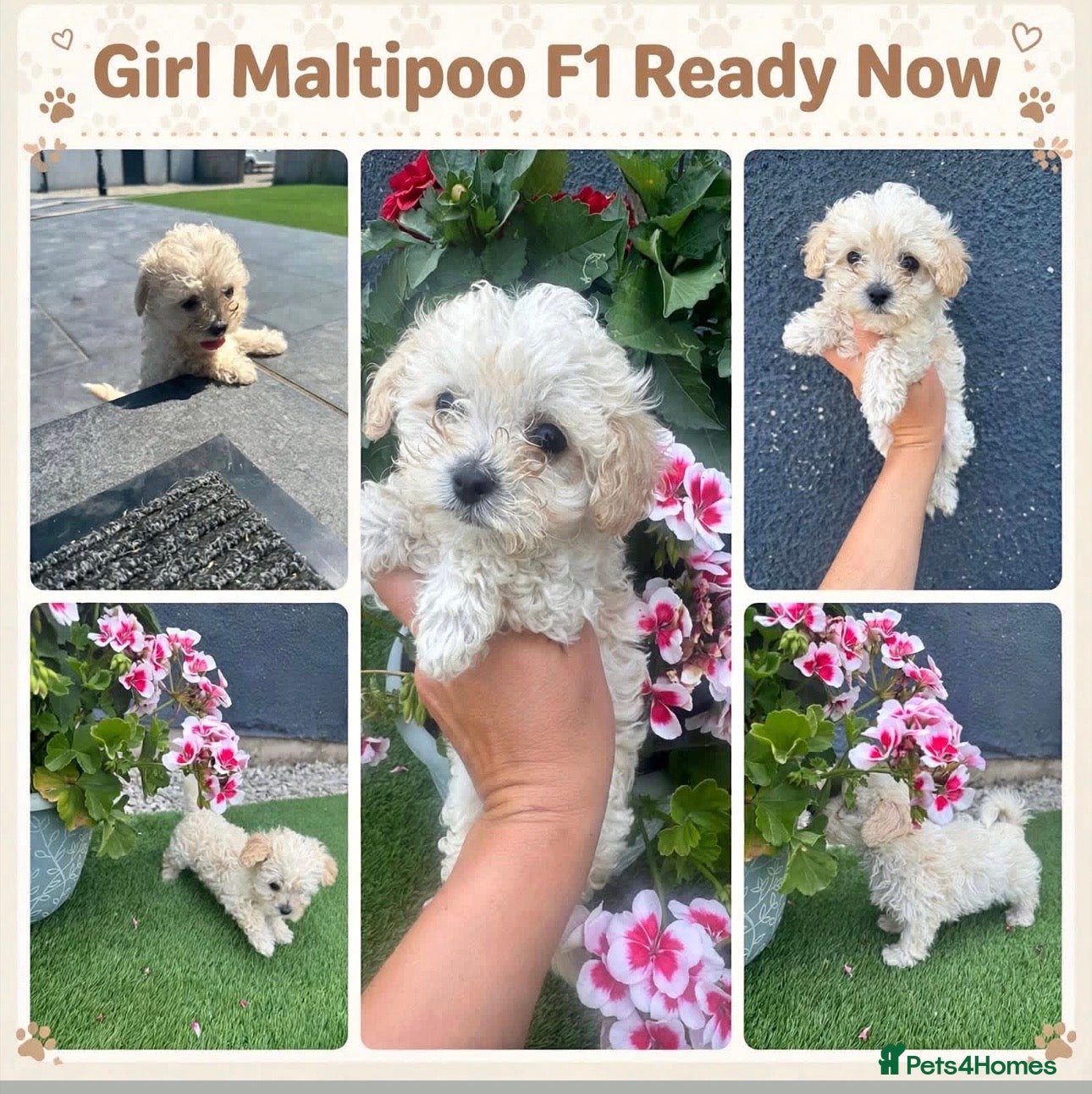 Maltipoo dogs Beautiful small quality Maltipoo puppies  - Advert 16