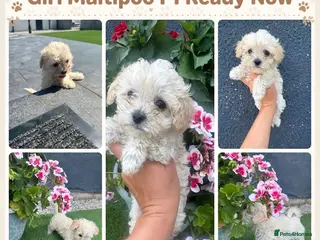 Maltipoo dogs Beautiful small quality Maltipoo puppies - Advert 16