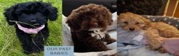 Cockapoo dogs for sale: 3 girl 2 boys May babies (July Home Time) - Advert 28