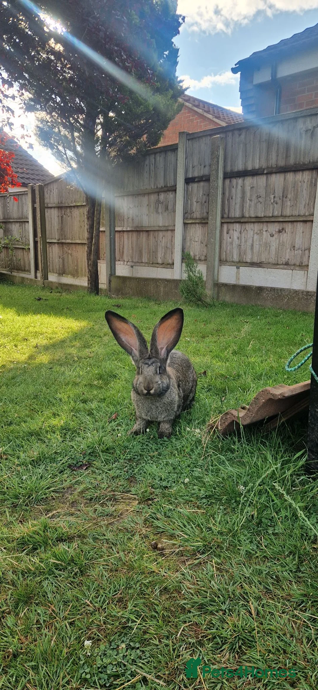 Continental Giant rabbits for sale: Continental Giant rabbits - Advert 1