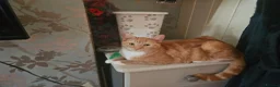 Mixed Breed cats for sale: 3 beautiful babies ready for homing - Advert 4