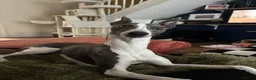 Whippet dogs for sale: Whippet being rehomed  - Advert 4