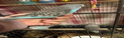 Budgerigars birds for sale: Baby Budgies’s for sale  - Advert 19
