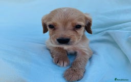 Cocker Spaniel dogs for sale: Beautiful cocker spaniels puppies for sale - Image 26
