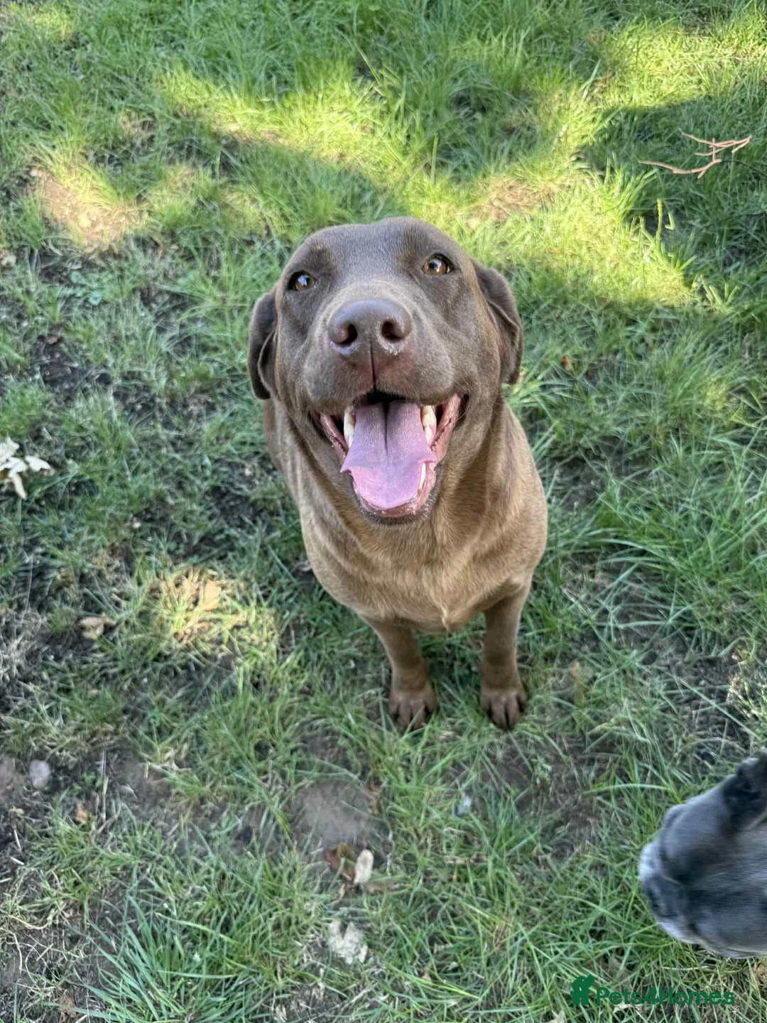 Labrador Retriever dogs for sale: Choc Labrador retriever. Health tested and kc reg  - Advert 3