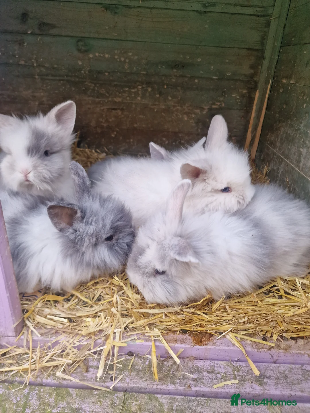 Lionhead rabbits for sale: Rabbits lionhead in Coventry - Advert 1