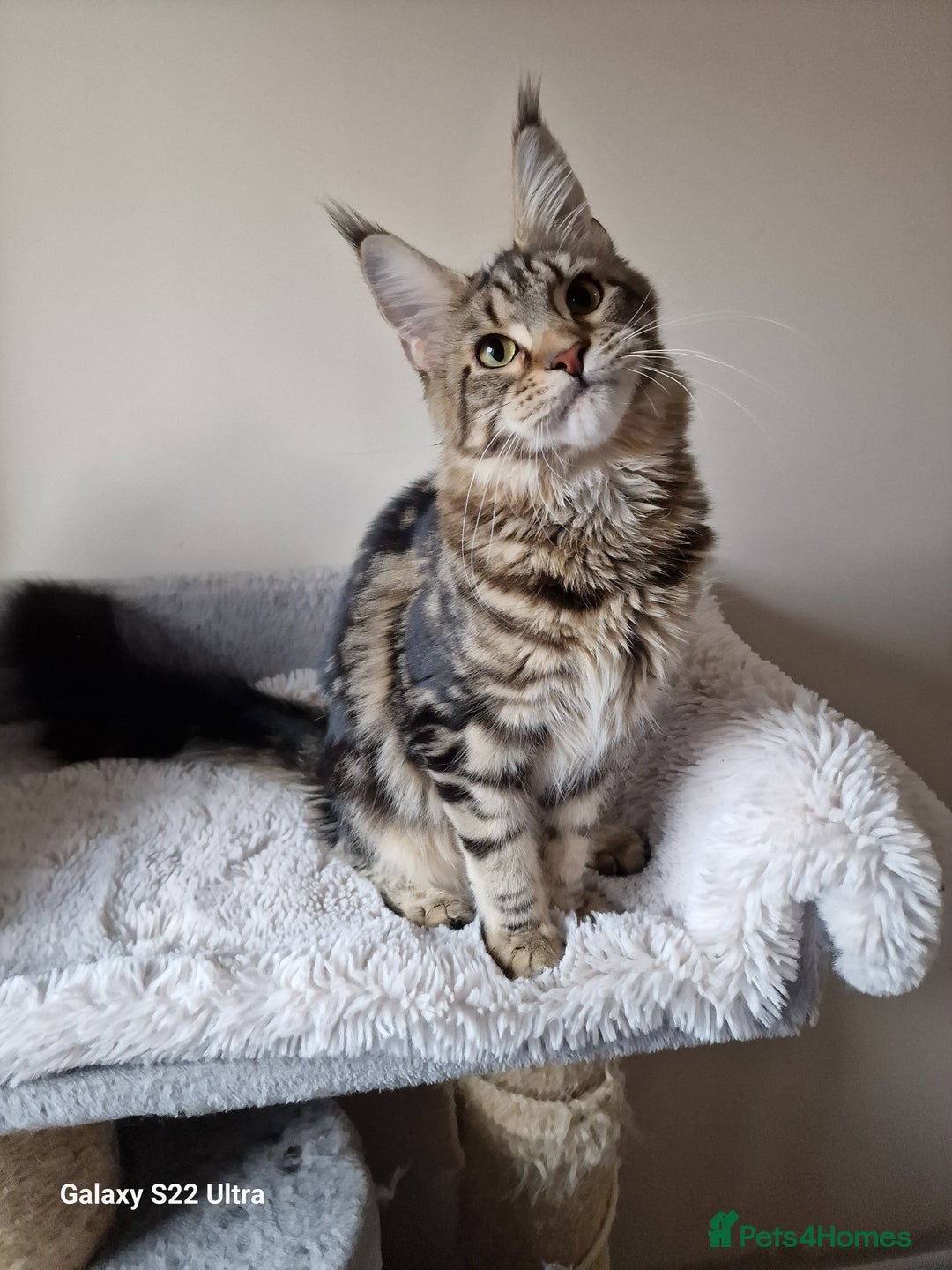 Maine Coon cats for sale: 🎀Females- MAINE COON🎀 - Advert 12