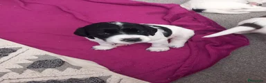 English Springer Spaniel 3