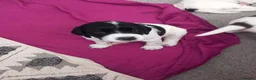 English Springer Spaniel dogs for sale: English Springer Spaniels Puppies  - Advert 7