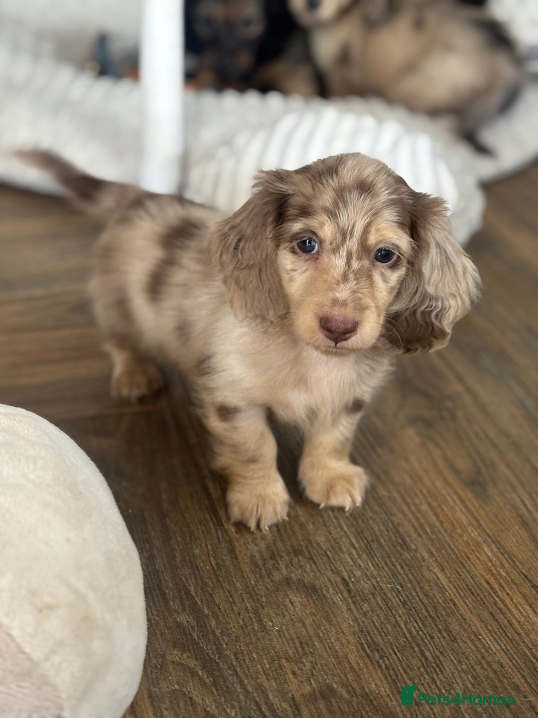 Miniature Dachshund dogs for sale: Miniature longhair dachshunds health test parents  - Image 5