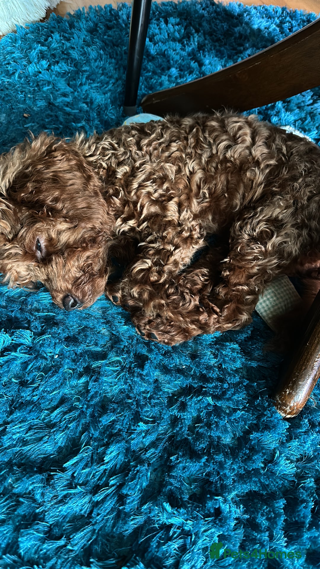 Cavapoo dogs for sale: Rehoming our cavapoo - Image 4