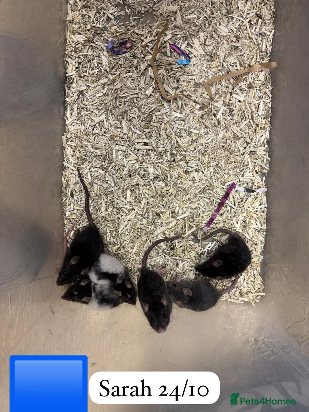 Rat rodents for sale: Beautiful baby full size and dwarf rats ready 9Dec - Advert 13