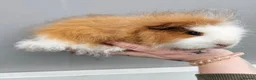 Guinea Pig rodents for sale: Baby swiss boars - Advert 3