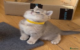 British Shorthair cats for sale: 3 GCCF British Shorthair Kittens– Champion Lines - Image 3