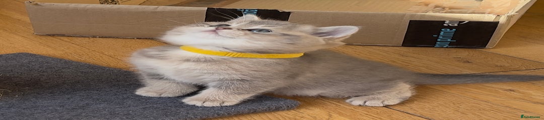 British Shorthair Kitten 2- Yellow Collar