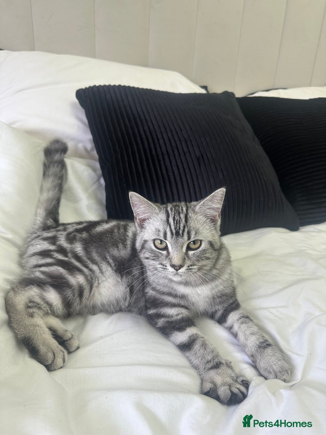 British Shorthair cats for sale: Gorgeous friendly british short hair girl - Image 3