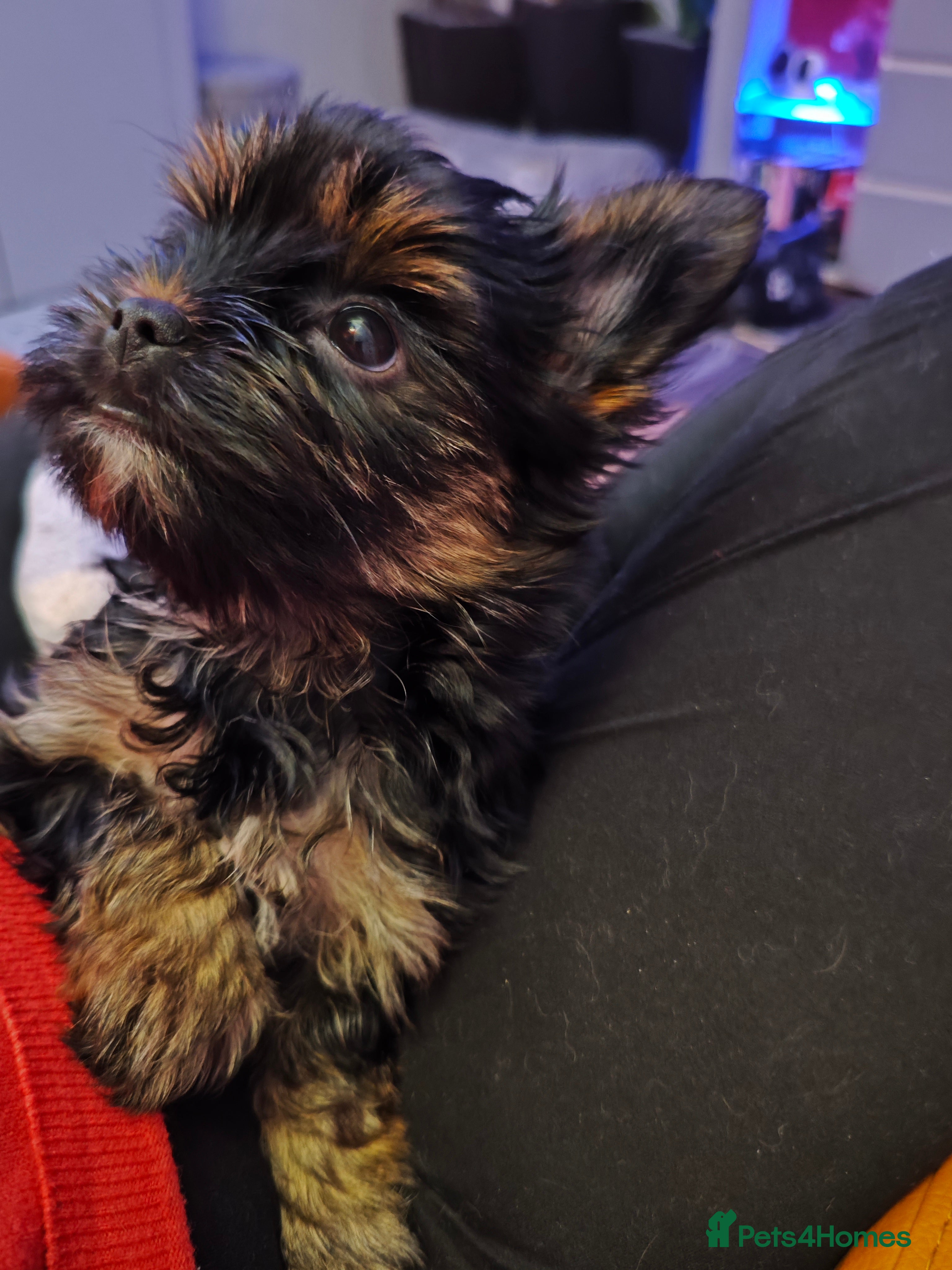 Yorkshire Terrier dogs beautiful, sociable Yorkshire Terrier female dog  - Advert 15