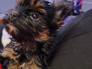 Yorkshire Terrier dogs for sale: Beautiful Yorkshire Terrier Girl - Advert 1