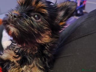 Yorkshire Terrier dogs beautiful, sociable Yorkshire Terrier female dog - Advert 7