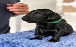 Flat coated Retriever dogs for sale: Beautiful home reared pups  - Image 6