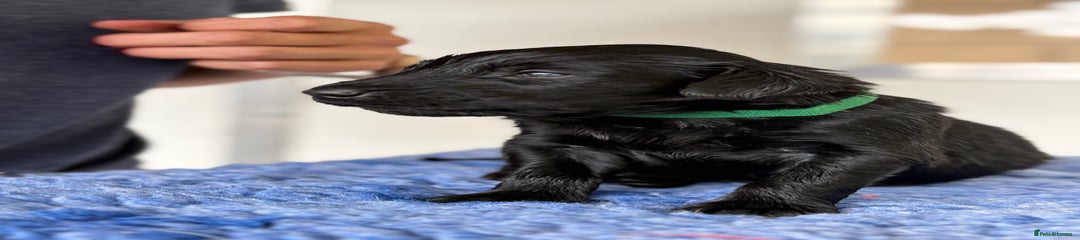 Flat coated Retriever